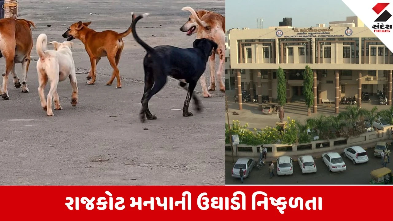 Rajkot: કૂતરાઓના ખસીકરણ પાછળ 1.2 કરોડ ખર્ચી નાખ્યા, છતાં શહેરમાં શ્વાનનો આતંક યથાવત