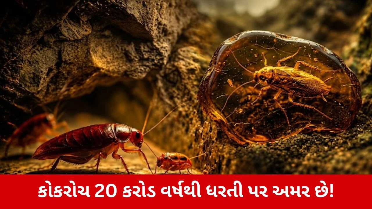 Cockroach history : 20 કરોડ વર્ષથી ધરતી પર, 4000 થી વધુ પ્રજાતિઓ... જાણો કોકરોચનો ઈતિહાસ!
