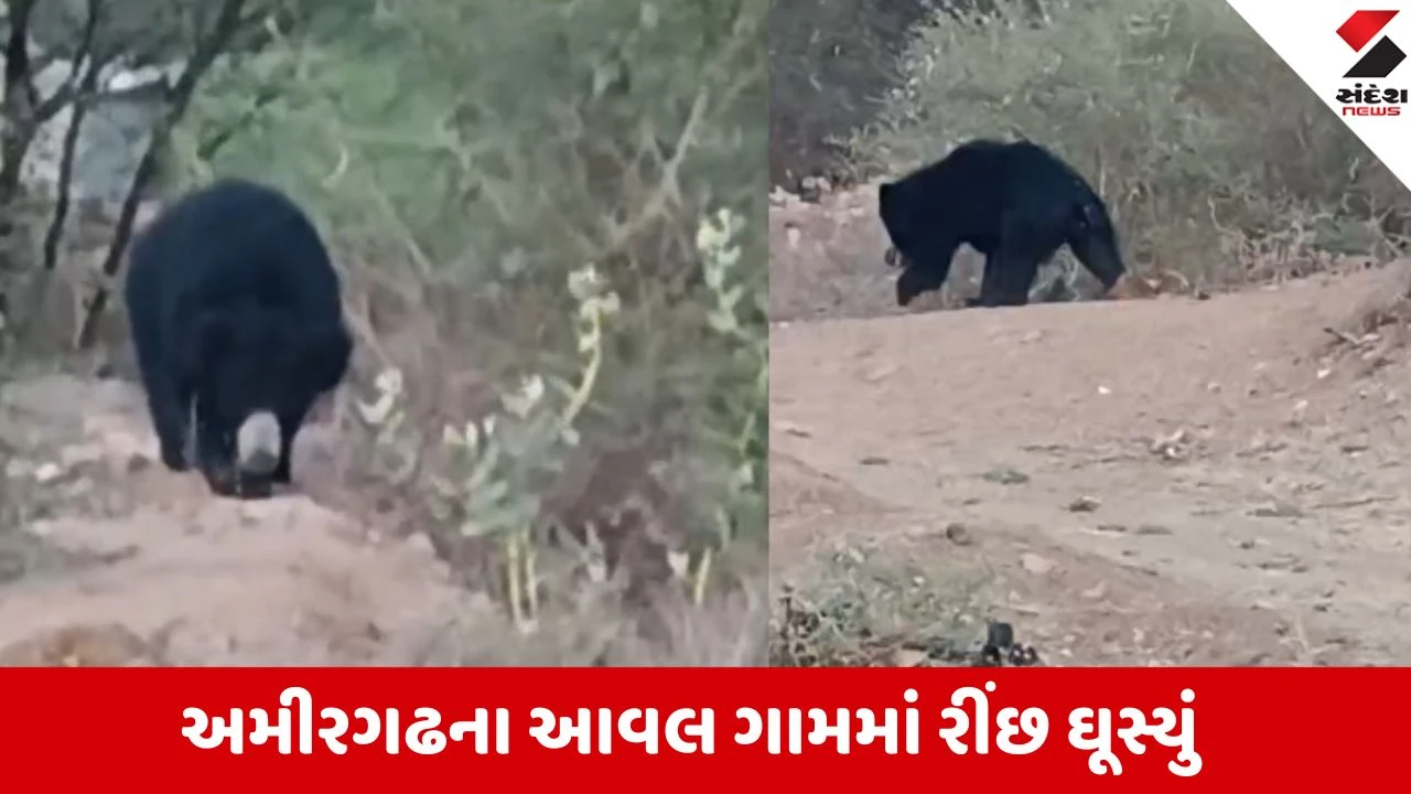બનાસકાંઠામાં જંગલ છોડી ગામમાં ભટકતું રીંછ, પશુપાલકોમાં ફેલાયો ભય!