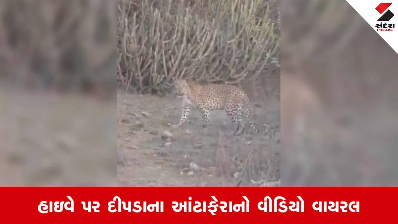 Jamnagar News: લાલપુરના ખટીયા ગામ નજીક સમાણા હાઇવે પર દીપડો દેખાતા ભારે દહેશત