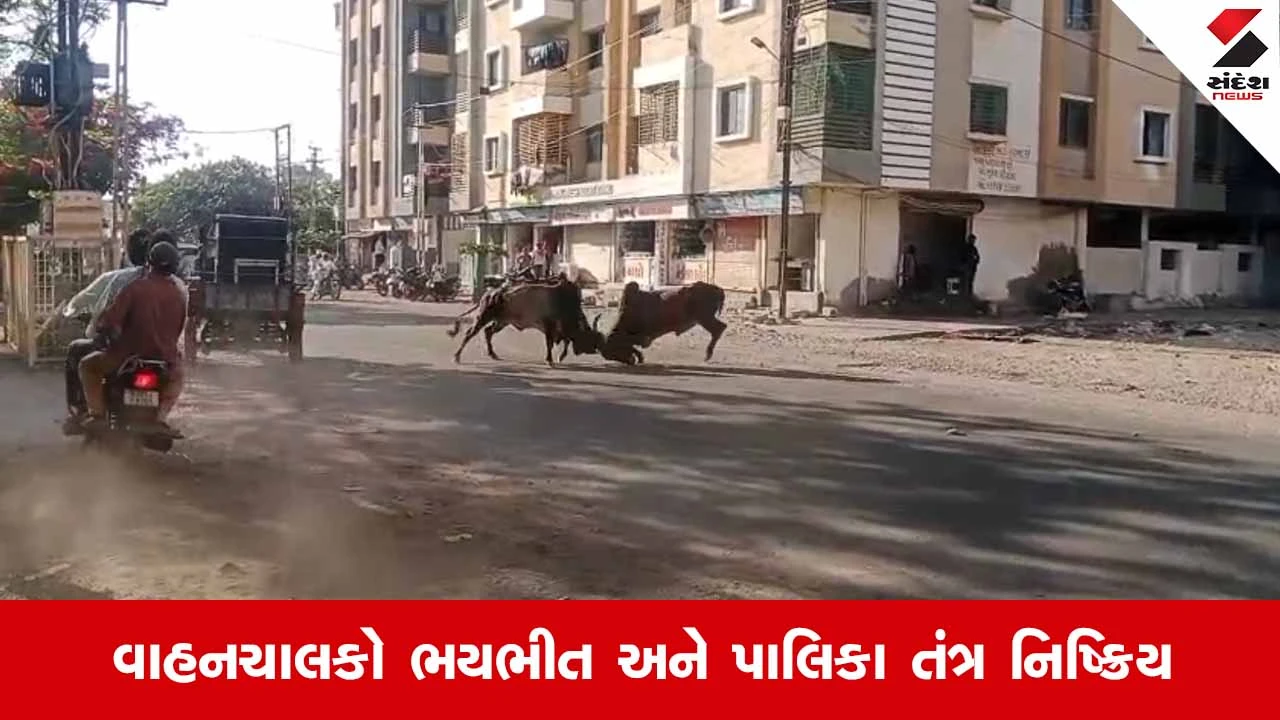 Porbandar News: છાયા રોડ પર જાહેર માર્ગ વચ્ચે જામ્યું ભયાનક 'આખલા યુદ્ધ'