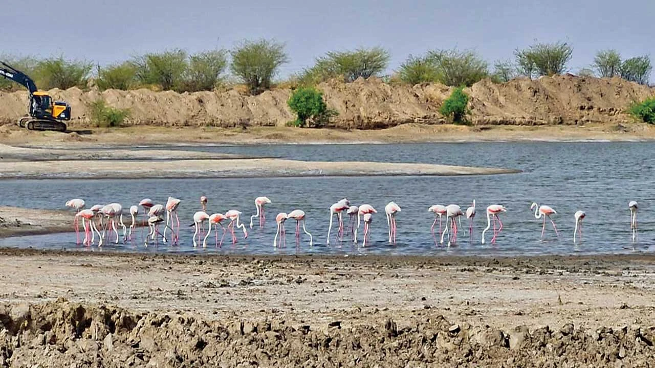 રાછેણામાં 'સુરખાબ' પક્ષીઓનું આગમન.