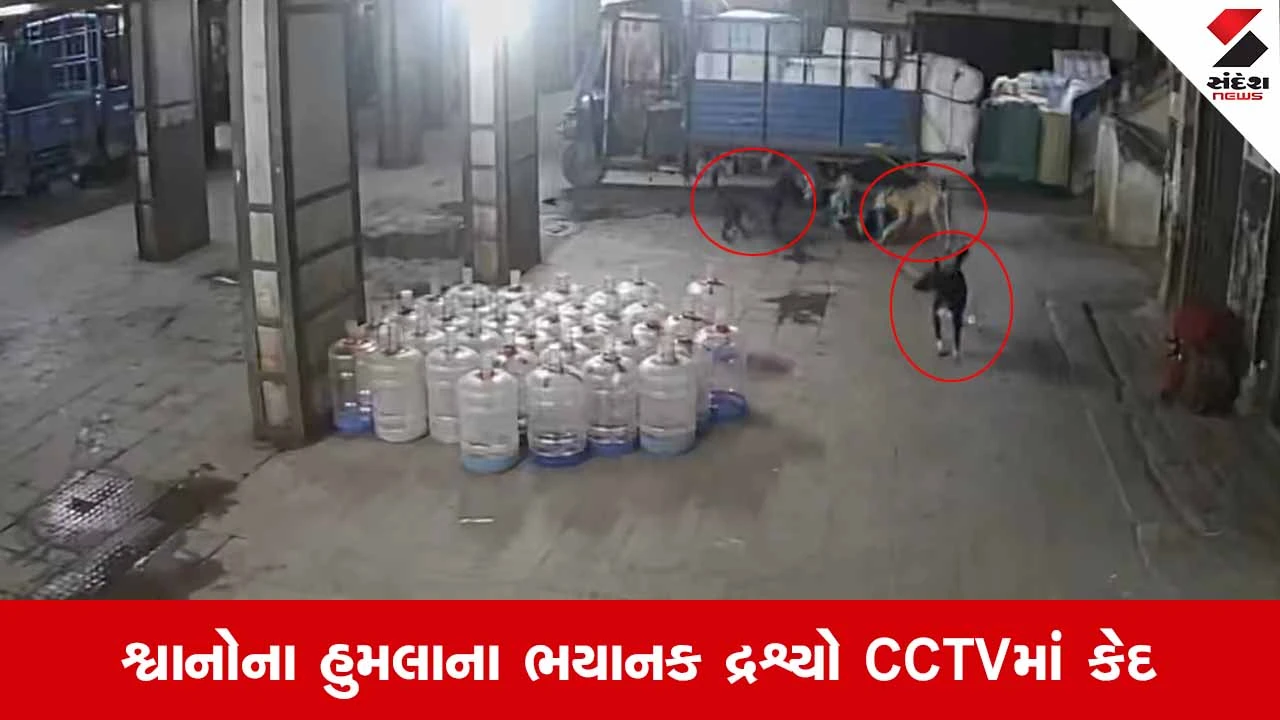 Surat News: બેગમવાડીની તિરૂપતિ માર્કેટમાં રખડતા શ્વાનોએ માસૂમ બાળક પર કર્યો હુમલો