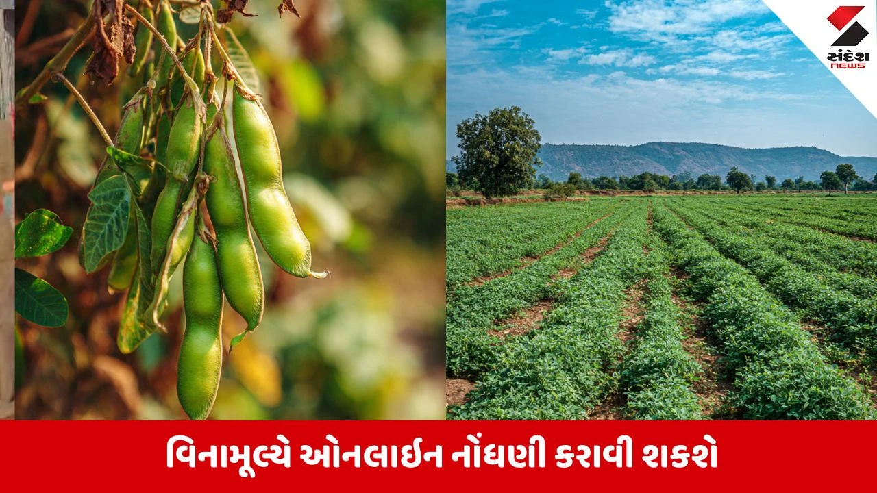Gandhinagar : ઉનાળુ મગના ટેકાના ભાવે વેચાણ માટે 27મેથી ઓનલાઇન નોંધણી શરૂ, ખેડૂતોને મળશે પ્રતિ ક્વિન્ટલ આટલા રુપિયા