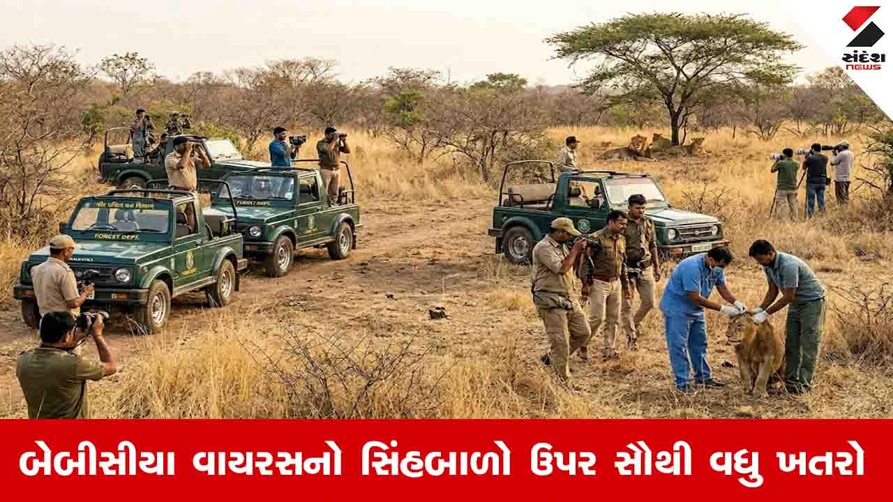 ગીરના 900 સિંહોને બેબીસીયા રોગથી બચાવવા 300 અધિકારીઓ દ્વારા સઘન મોનિટરિંગ.