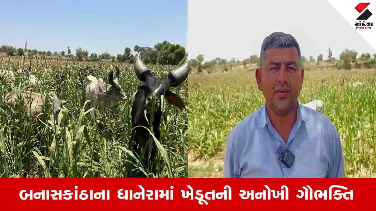 Banaskantha News : ધાનેરાના ખેડૂતે રખડતી ગાયો માટે પાંચ વિધામાં તૈયાર બાજરીનો પાક ખુલ્લો મુક્યો
