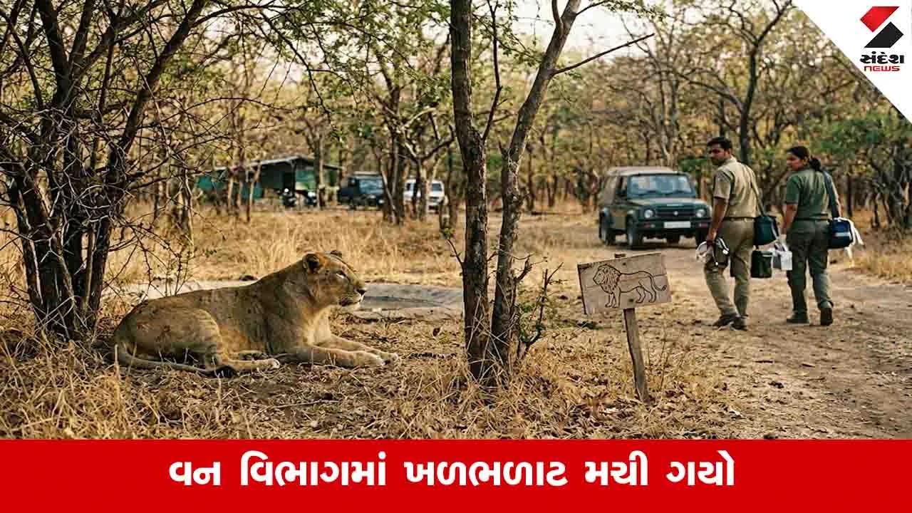 ગીરના સિંહો પર બેબીસીયાનું સંકટ: 12 વેટનરી ડોક્ટરોના રાજીનામાથી ચિંતા.