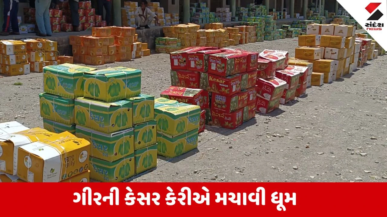 ગીર સોમનાથની કેસર કેરીની સિઝન સોનેરી બની.