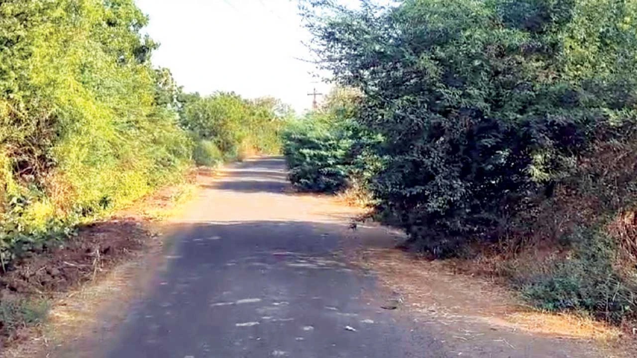 Vadodara: કંબોલા,લાકોદરા અને વડવાના એપ્રોચ રોડ ઉપર બાવળનું સામ્રાજ્ય