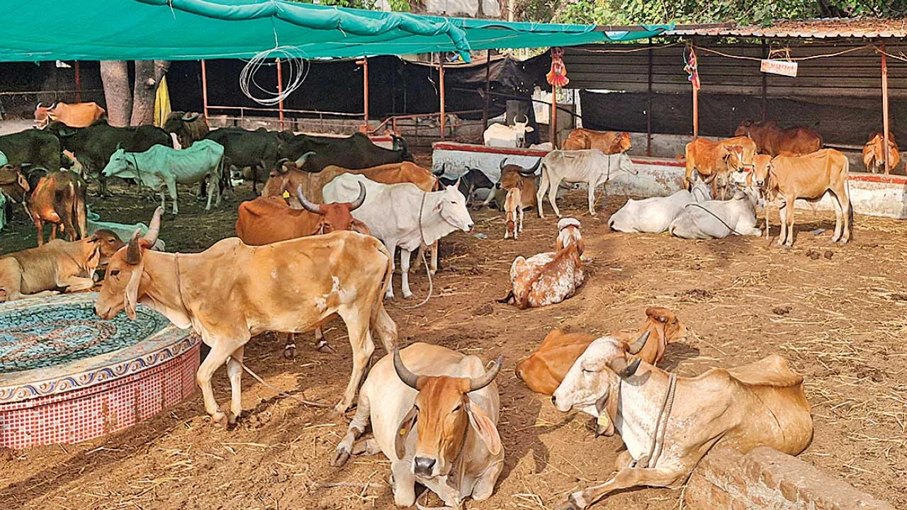 દાહોદમાં ગૌમાતાને ગરમીથી રાહત આપવા માટે ગૌશાળામાં ફોગર સિસ્ટમની સ્થાપના.