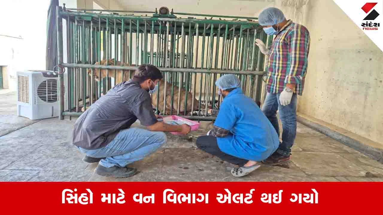 Junagadh News : 17 સિંહને તાબડતોબ આઇસોલેટ કરાયા, 3થી 4 દિવસમાં સિંહના મોતનો રિપોર્ટ આવશે