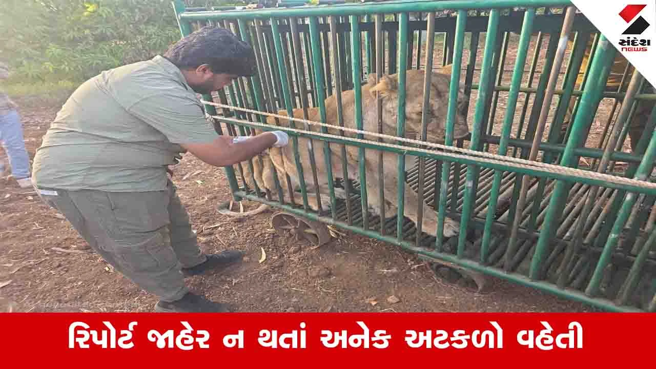 સિંહોના મોતનું કારણ હજી અસ્પષ્ટ, વન વિભાગની ચિંતા વધી