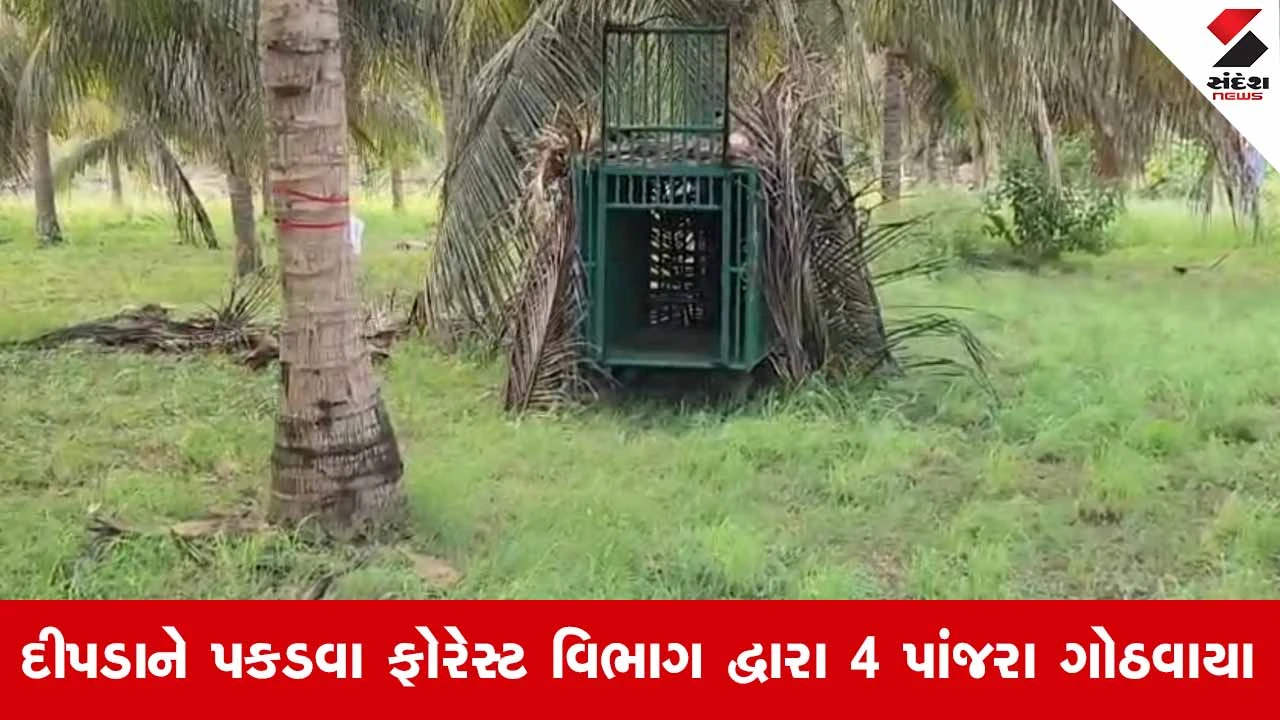 Gir Somnath News: વેરાવળના તાતીવેલા ગામે 3 વર્ષની બાળકી પર દીપડાનો જીવલેણ હુમલો