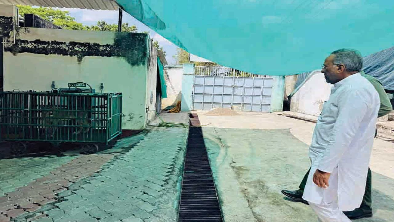 Rajkot: વન વિભાગે ક્વોરેન્ટાઈન કરેલા તમામ સિંહ સ્વસ્થ, રિલીઝ કરાશે : વનમંત્રી