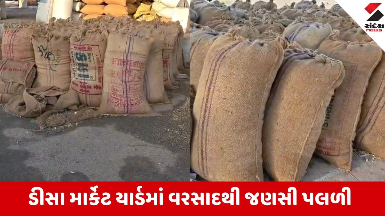 બનાસકાંઠામાં કમોસમી વરસાદ: ડીસા યાર્ડમાં અનાજ પલળ્યું