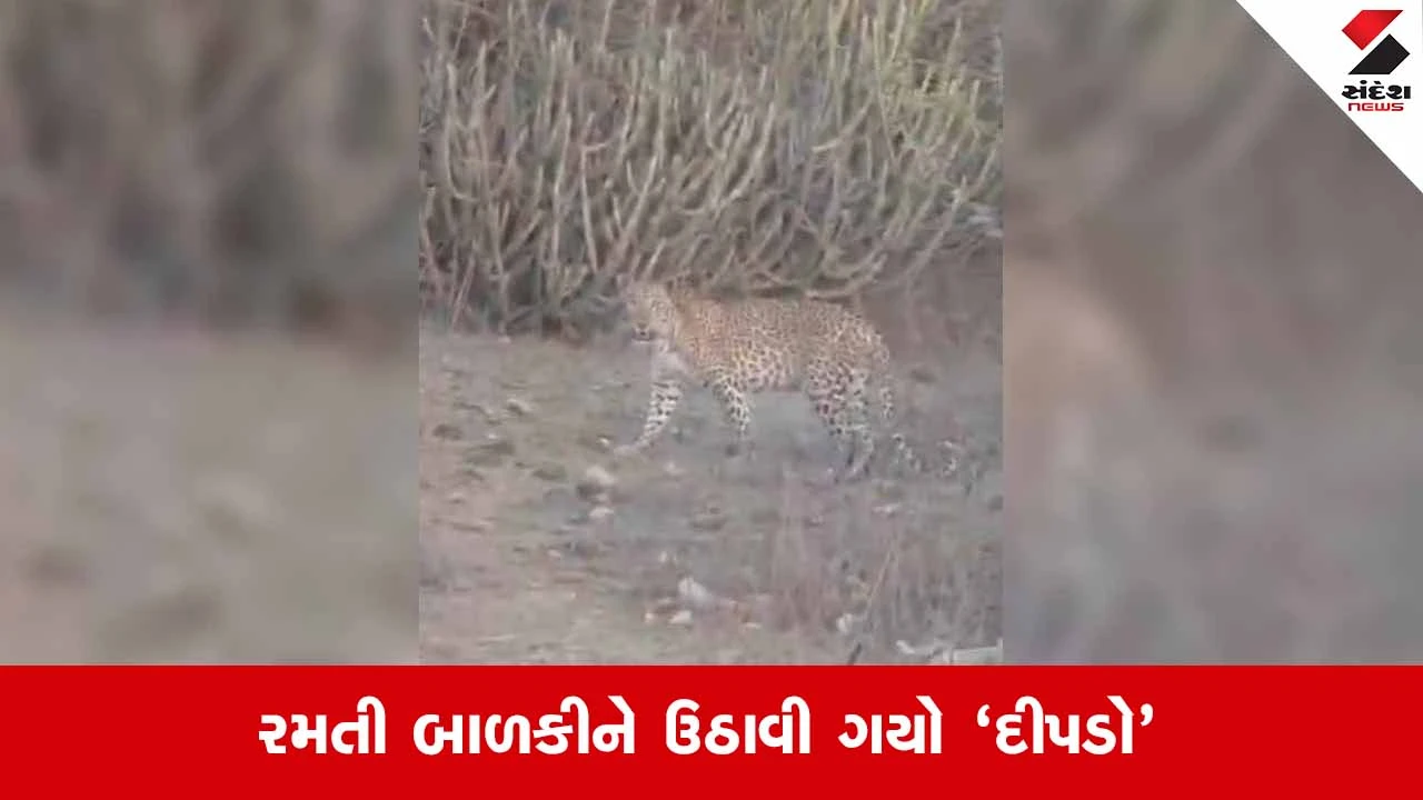 Bhavnagar News: મહુવાના કંટાસર ગામે દીપડાનો આતંક; વાડીમાં રમતી 5 વર્ષની માસૂમ બાળકીને ફાડી ખાધી!