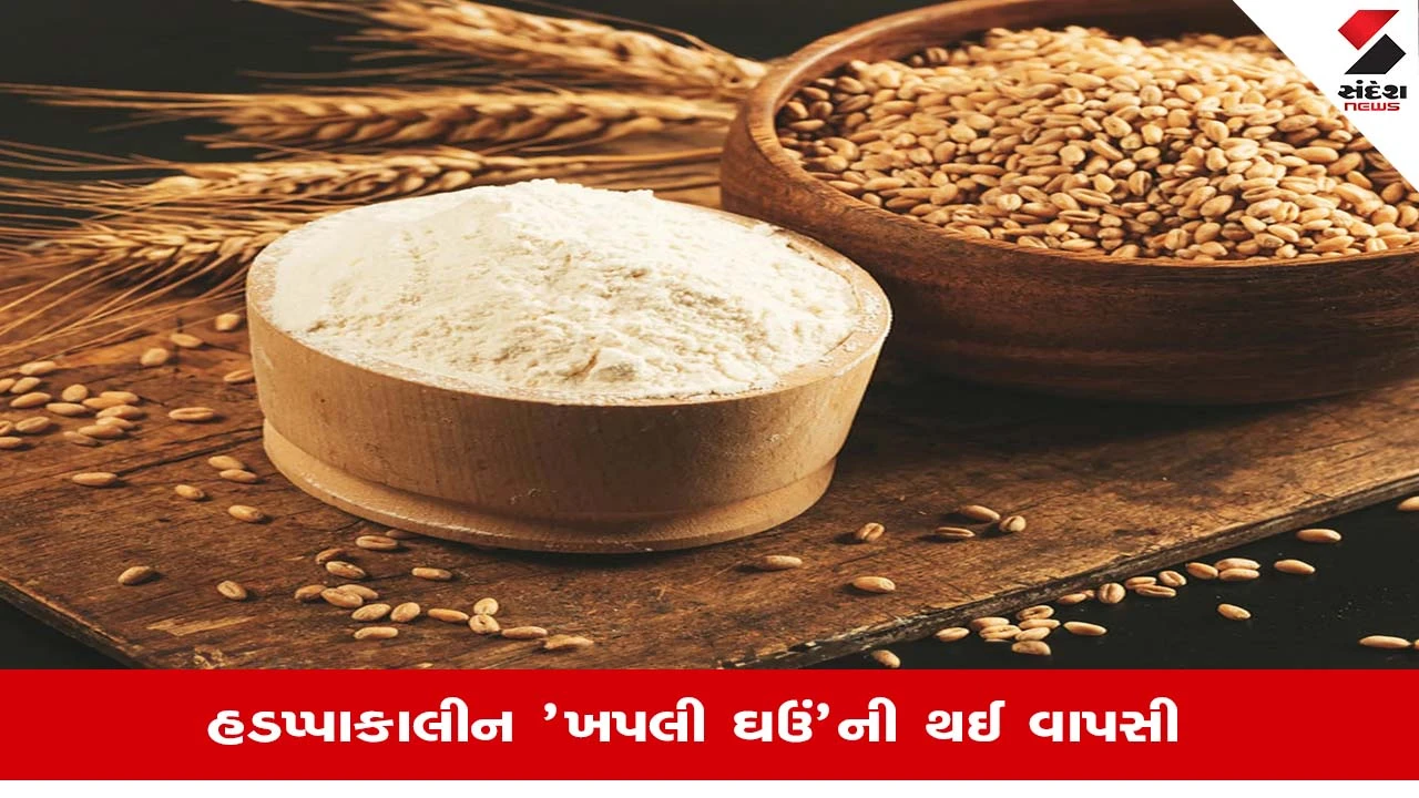 ખપલી ઘઉં: હડપ્પાકાલીન અનાજ ભારતીય વાનગીઓમાં, શું બનશે સુપરફૂડ?