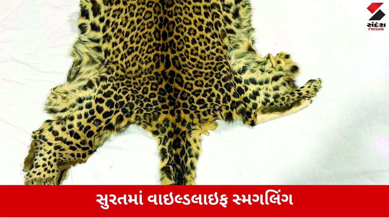 સુરતમાં દીપડાની ખાલ સાથે 2 શખ્સો DRI અને વન વિભાગના હાથે ઝડપાયા