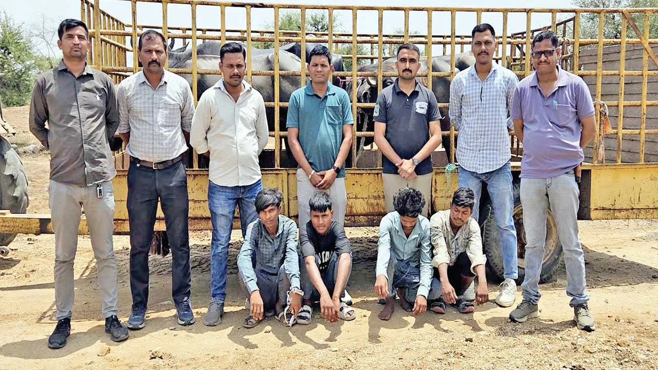 Sabarkantha: ખેડબ્રહ્મા અને વડાલીમાંથી પશુ ચોરી કરનાર 4 પકડાયા 