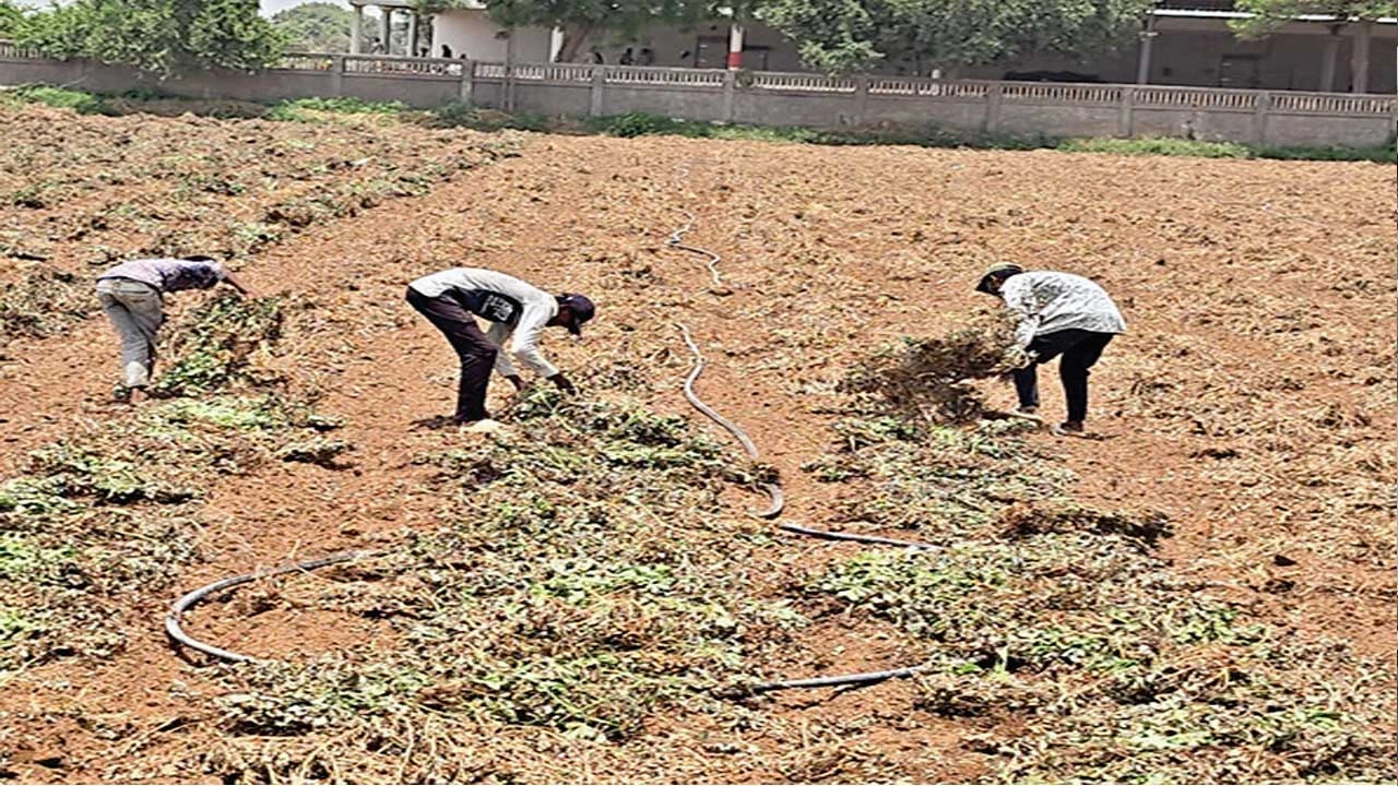 પાલનપુરમાં કમોસમી વરસાદે ખેતરમાં કાપણી કરેલી મગફળી પલળી