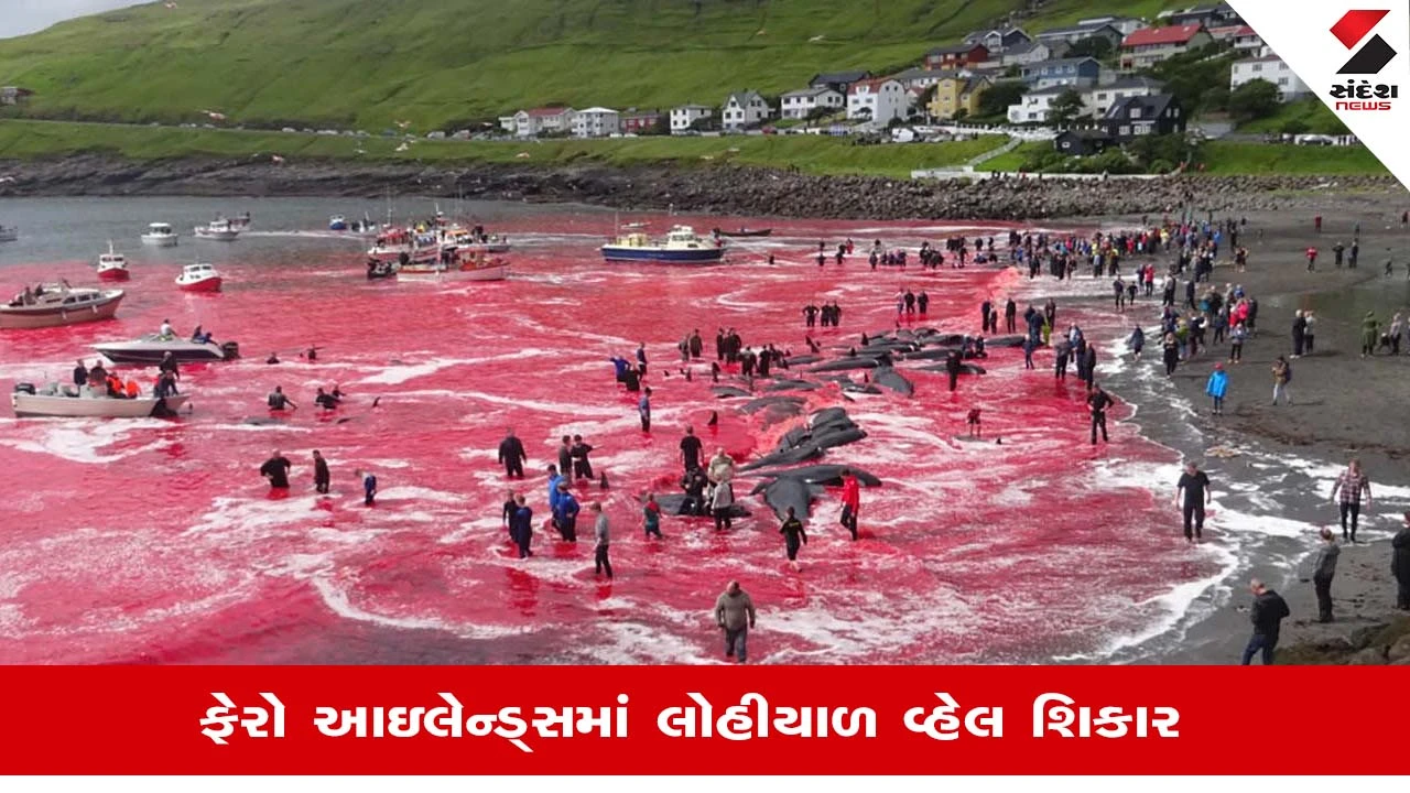 Faroe Islands માં 706 ડોલ્ફિન અને વ્હેલની ક્રૂર હત્યા, વિશ્વ સ્તબ્ધ!