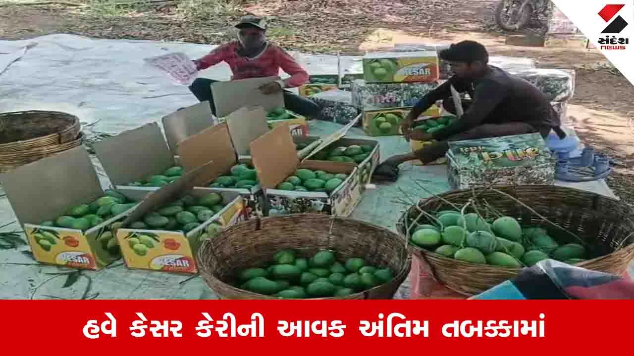 જૂનાગઢમાં કેસર કેરીની આખરી વીણી, બદલાતા વાતાવરણ અને સોનમાખનો ભય
