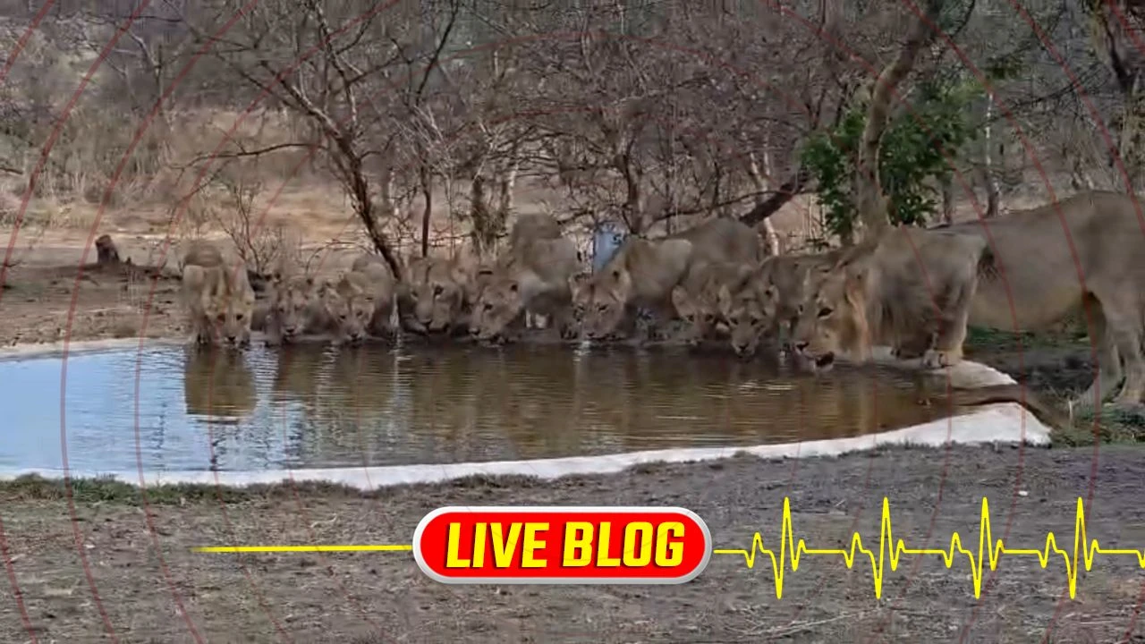 Gujarat Latest News Live: ગીરના જંગલમાં એકસાથે 9 સિંહોનું ટોળું કુંડ પર પાણી પીવા ઉમટ્યું