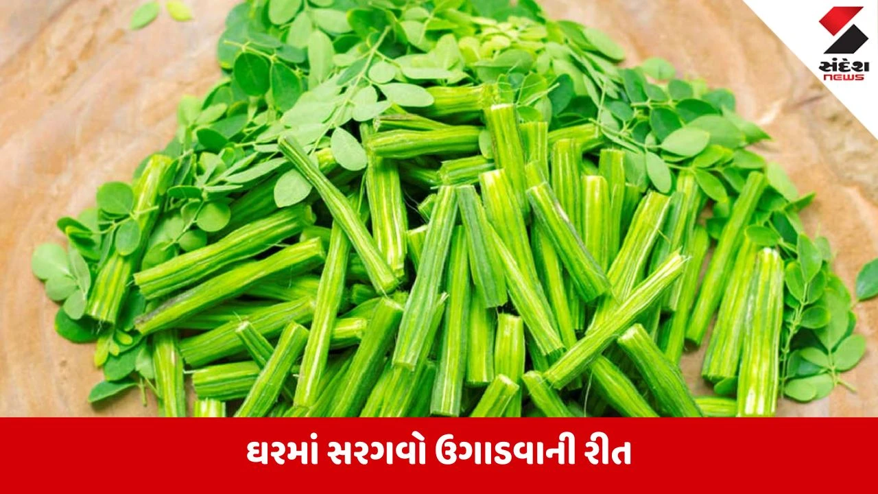 Moringa: ઘરના કુંડા કે કિચન ગાર્ડનમાં સરળતાથી ઉગાડો સરગવો, સ્વાસ્થ્ય માટે છે પોષણનો ખજાનો