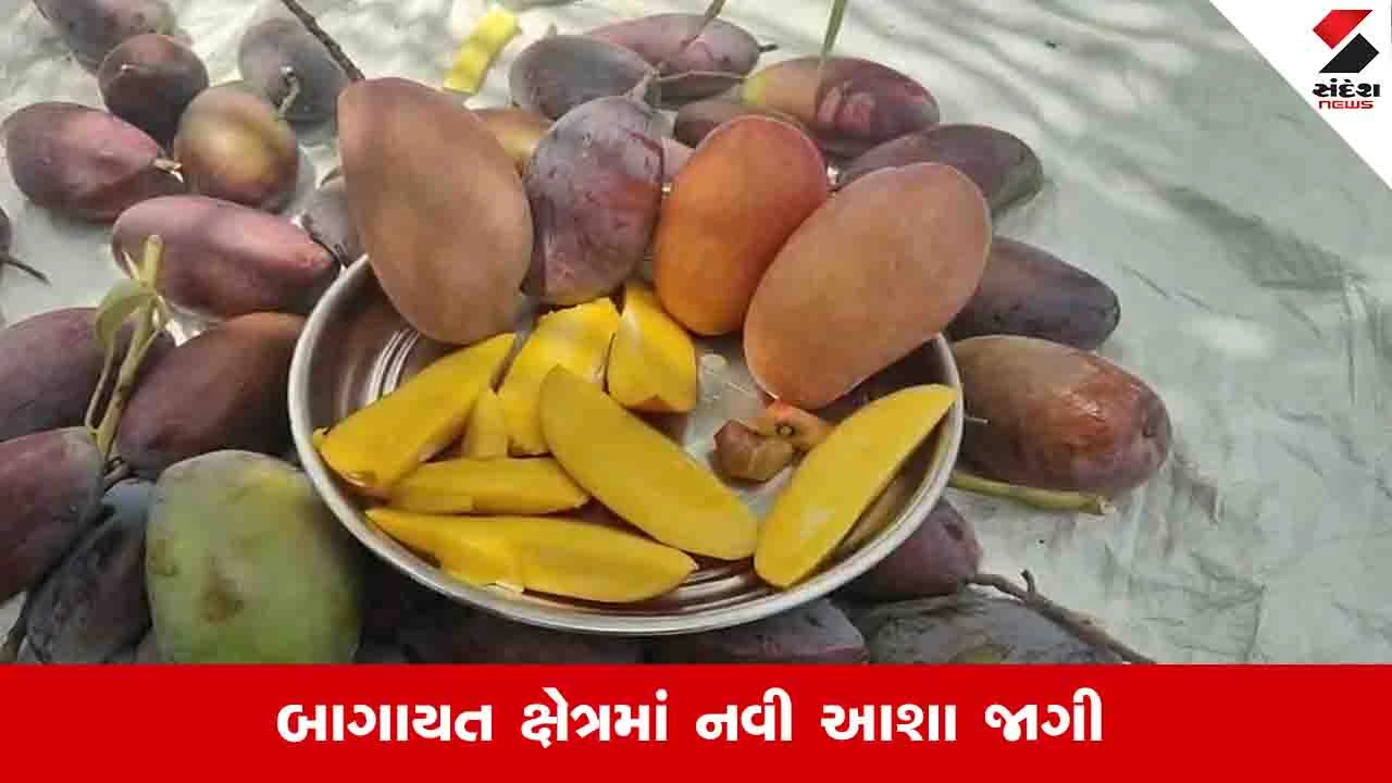 Agriculture News : અમરેલીના ગીરમાં જાપાનની મિયાઝાકી કેરીનું ઉત્પાદન શરૂ, એક કિલોનો ભાવ જાણીને આંખો પહોળી થઈ જશે