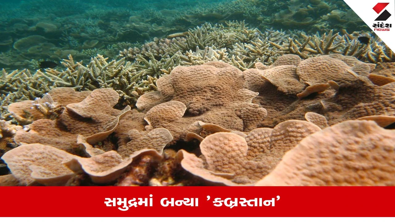 Lakshadweepમાં કોરલ રીફ્સ પર મોટું સંકટ, ગ્લોબલ વોર્મિંગે મચાવી દરિયામાં તબાહી!
