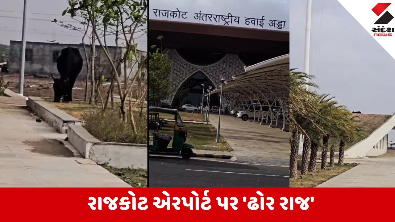 Rajkot: આંતરરાષ્ટ્રીય એરપોર્ટના રનવે પરિસરમાં ફરતા દેખાયા રખડતા પશુઓ, અકસ્માત થાય તો જવાબદાર કોણ?