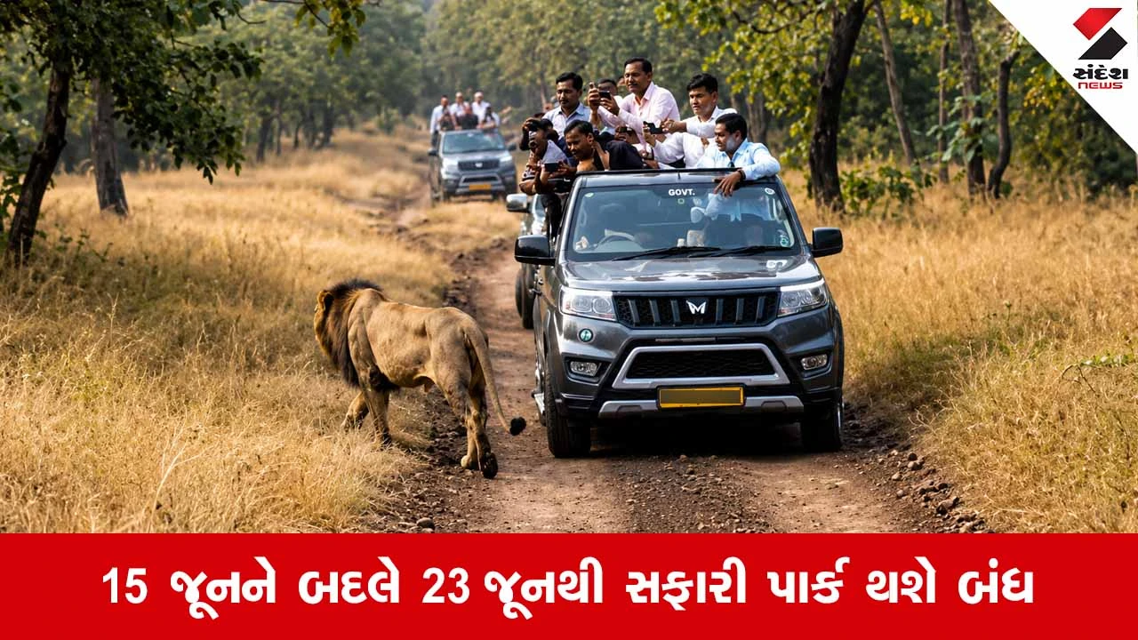 Junagadh News: સિંહપ્રેમીઓ માટે મોટા સમાચાર, સાસણ ગિરમાં સિંહોનું વેકેશન 7 દિવસ પાછું ઠેલાયું 
