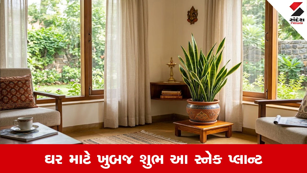 ઘરમાં સ્નેક પ્લાન્ટ શા માટે શુભ? દિશા અને ફાયદાઓ વિશે જાણો
