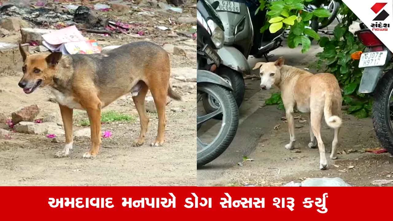 Ahmedabad News: શહેરમાં હવે માણસોની સાથે રખડતાં શ્વાનની પણ ગણતરી થશે