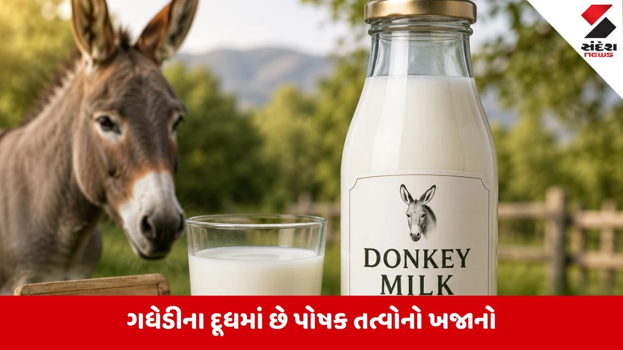 ગધેડીનું મોંઘું દૂધ: ₹૧૨,૦૦૦ પ્રતિ લિટર! બ્યુટી અને હેલ્થમાં ભારે માંગ.