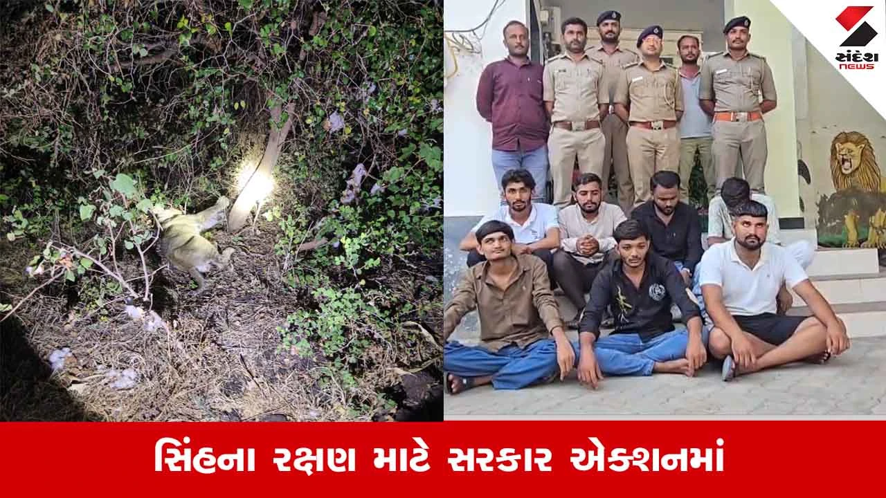 Gujarat News: સાવરકુંડલામાં ફેન્સિંગ તારમાં ફસાયેલા સિંહબાળનું મોત, વેરાવળમાં ગેરકાયદે સિંહ દર્શન સામે કાર્યવાહી