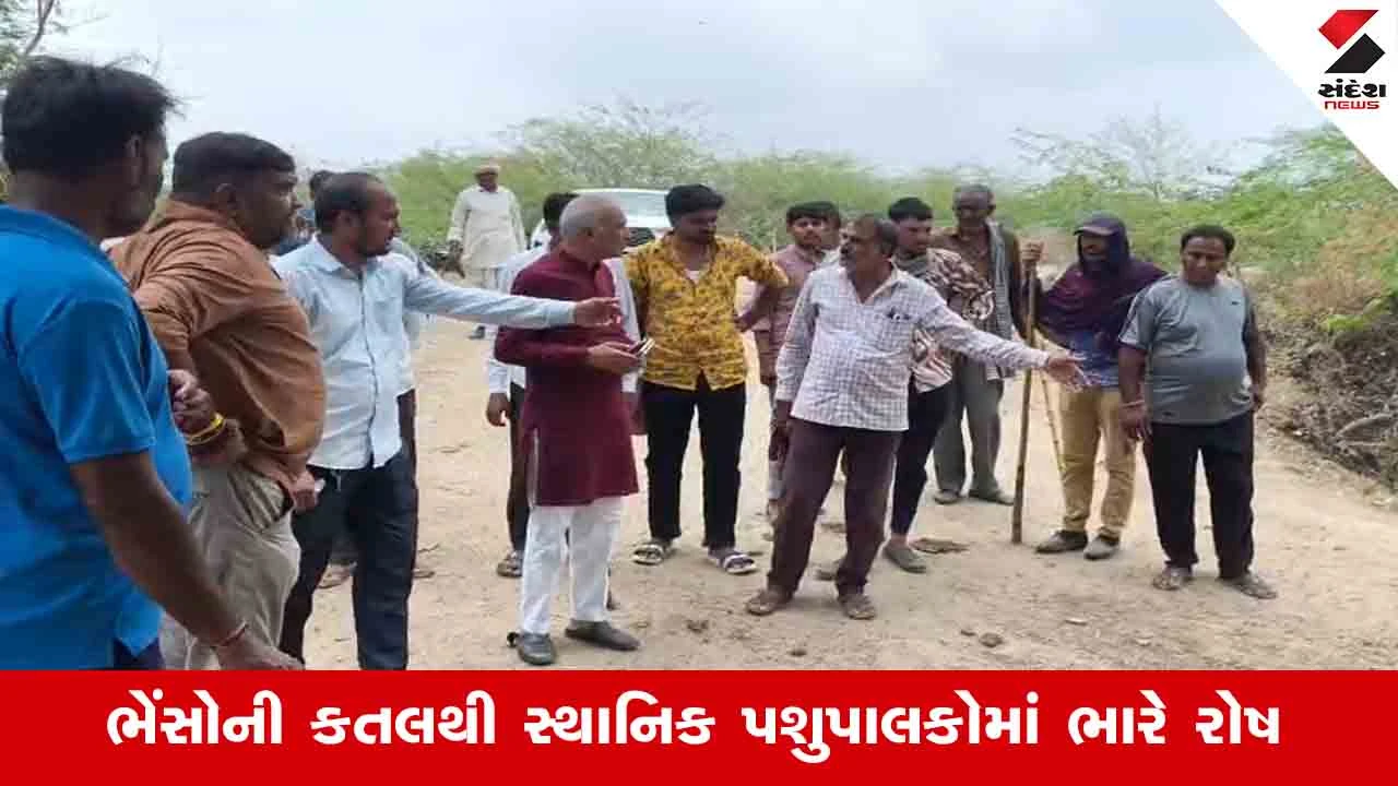 Mehsana News: કડીના બલાસર ગામે કસાઈઓ દ્વારા 3 ભેંસોની ચોરી કરી કતલ કર્યાનો આક્ષેપ