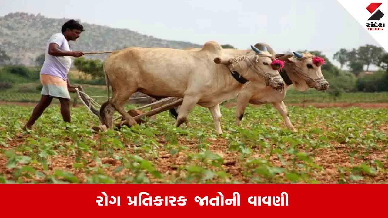 Agriculture News : ખરીફ કઠોળ પાકોમાં રોગ જીવાત વ્યવસ્થાપન માટે વાવણી પહેલાં લેવાના પગલાં