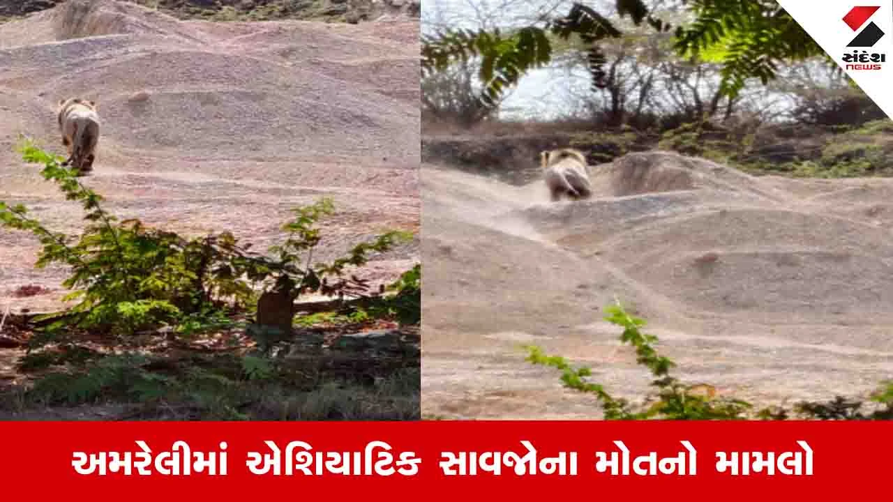 Amreli News: સિંહનું મોત હડકવા રોગને કારણે થયું હોવાનો સત્તાવાર રિપોર્ટમાં ખુલાસો