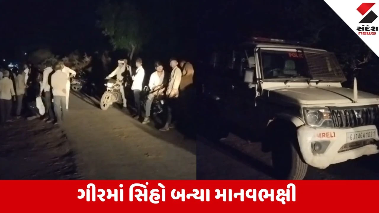 Amreli: ખાંભાના ચતુરી ગામે દાદાની નજર સામેથી 5 વર્ષના માસૂમ બાળકને સિંહણ ઉઠાવી ગઈ