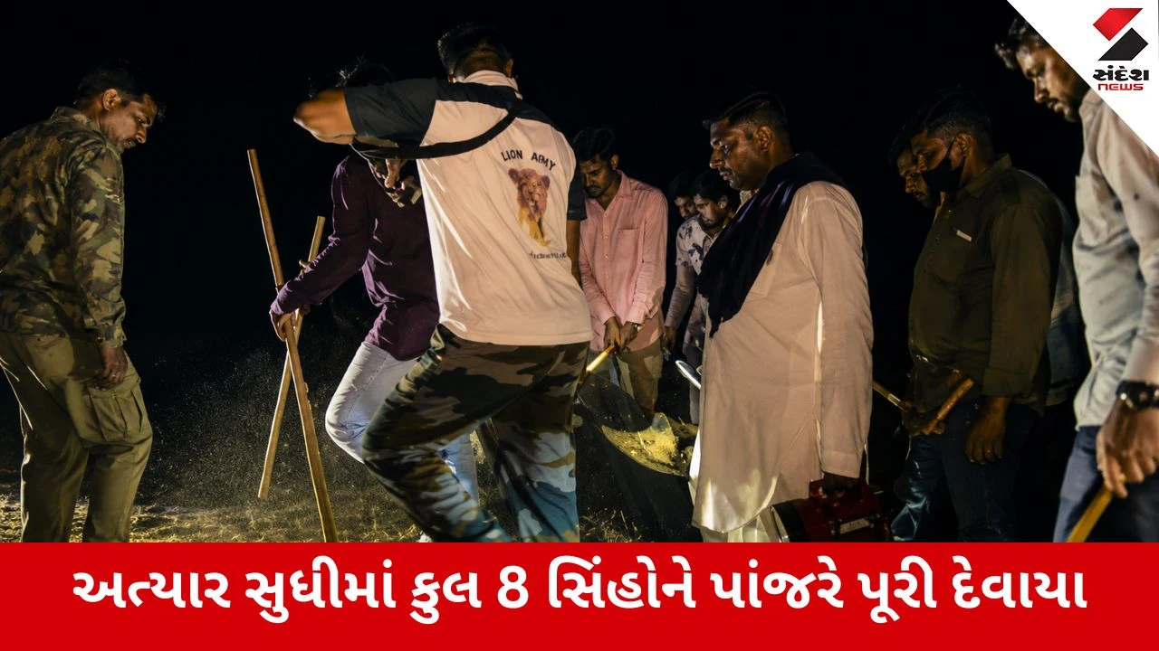 Amreli : માસૂમ બાળકનો શિકાર કરનાર સિંહોને પકડવા મેગા ઓપરેશન, નર સિંહની ઉલટીમાંથી મળ્યા અવશેષો