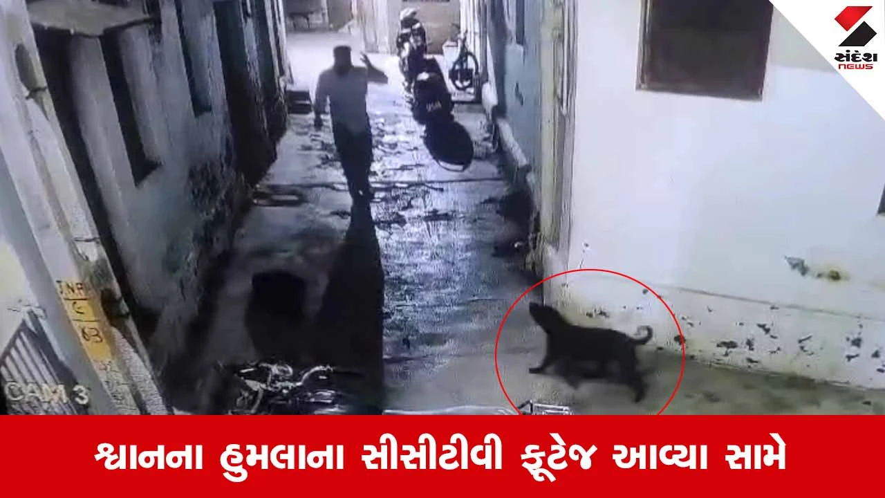 Jasdanમાં હડકાયા શ્વાનનો આતંક: છત્રી બજારમાં એક યુવકને 10 જગ્યાએ ભર્યા બચકા!