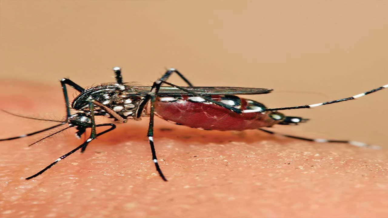 મચ્છરોની 100 ઘાતક પ્રજાતિઓ
