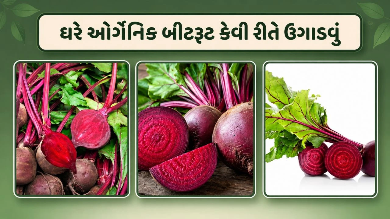 કિચન ગાર્ડનમાં ઓર્ગેનિક પદ્ધતિથી બીટ વાવવા માટેની સરળ ટિપ્સ