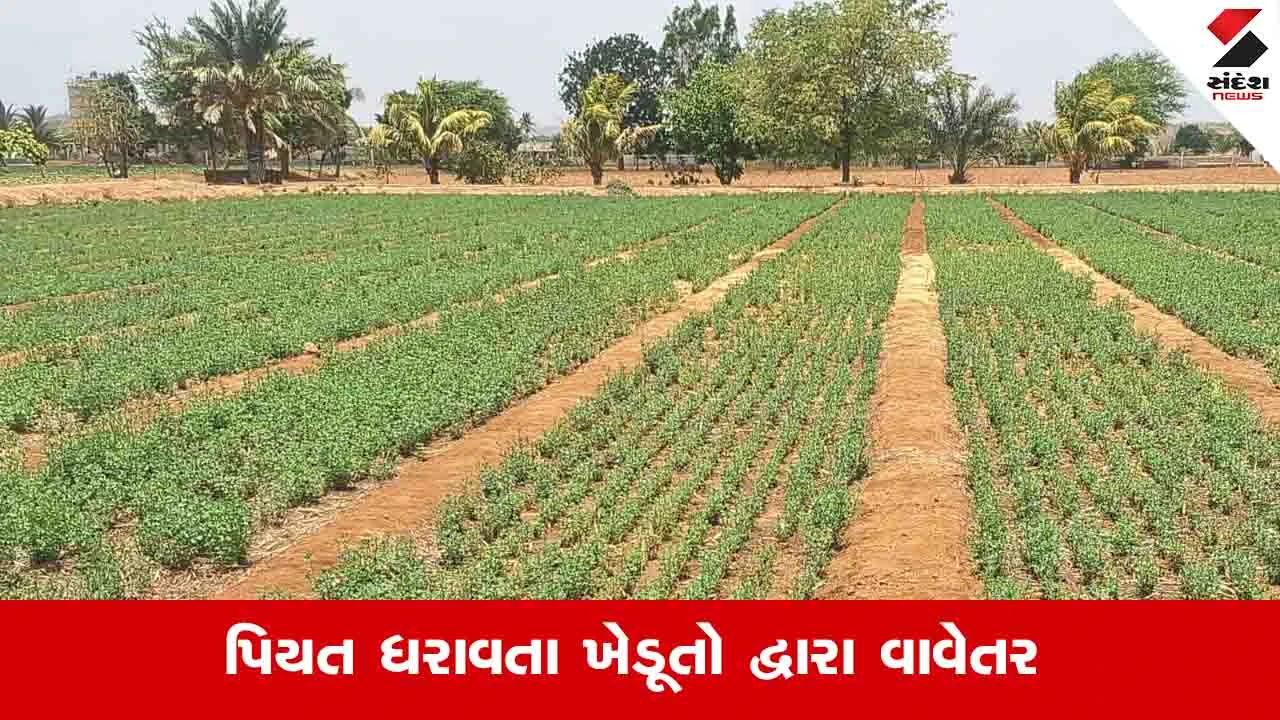 Kachchh News: વરસાદ ખેંચાયો છતાં જિલ્લાના ખેડૂતોએ 68250 હેક્ટરમાં ખરીફ પાકનું વાવેતર કર્યું