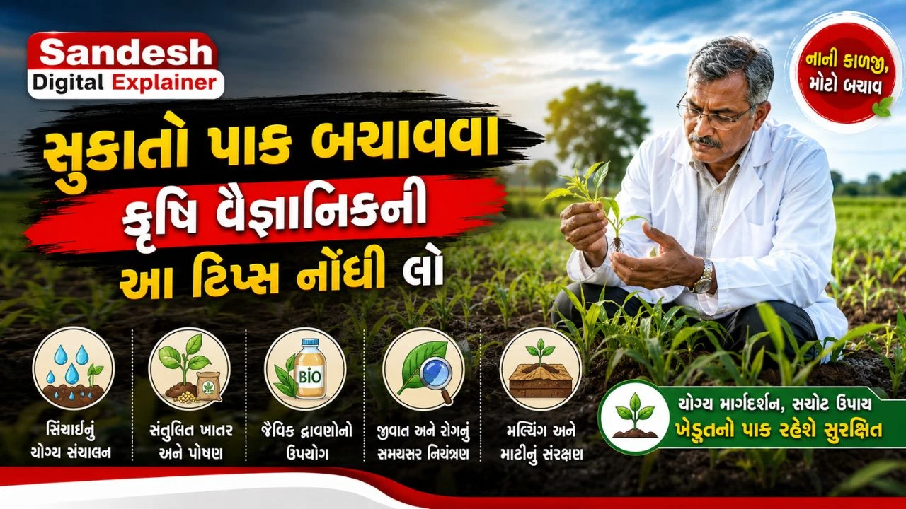 Gujarat Weak Monsoon: Life Saving Smart Agriculture Advisory for Farmers | Sandesh