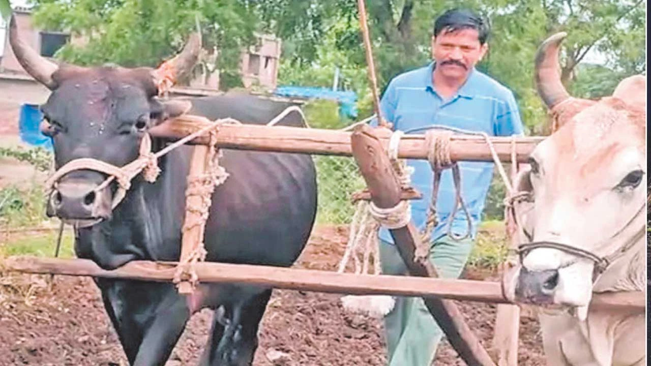 કૃષિ રાજ્યમંત્રી રમેશ કટારાએ વતન હિંગલામાં જાતે હળ ચલાવી ખેતીકાર્યોમાં સહયોગ આપ્યો