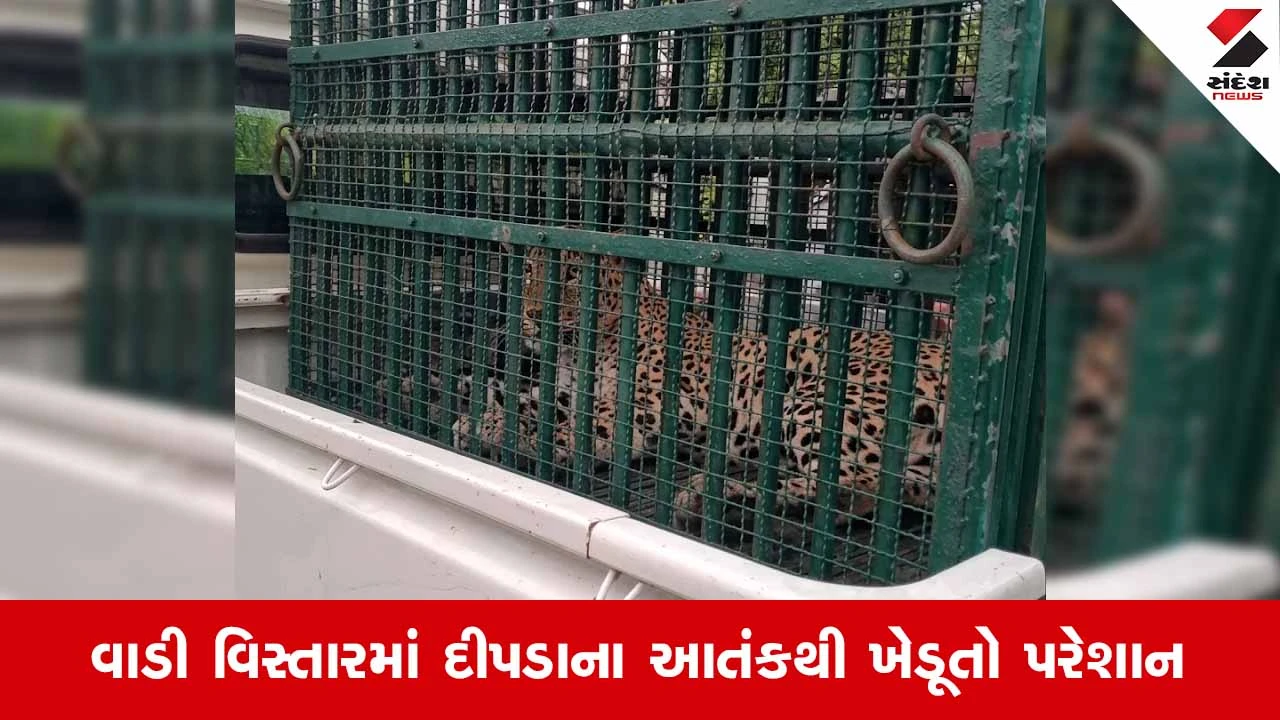 Junagadh વન વિભાગને મળી મોટી સફળતા: બાબરાના પાણકવા ગામેથી આદમખોર દીપડો આખરે પાંજરે પુરાયો