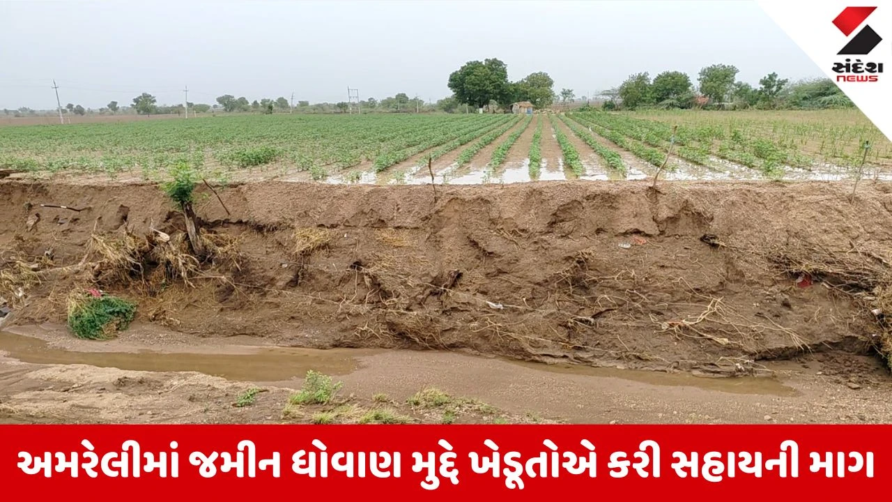 Amreli News: અનરાધાર વરસાદથી ખેતરો ધોવાયા, વાવેતર નિષ્ફળ જતાં ધારાસભ્યએ સરકાર પાસે માંગી સહાય