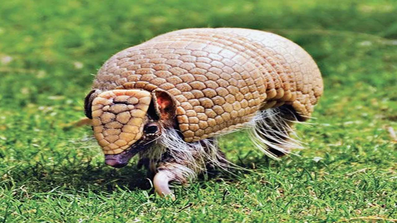 હવામાં બોલ બનીને ઊછળતું પ્રાણી આર્માડિલો
